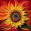 jimmyd_Uplift